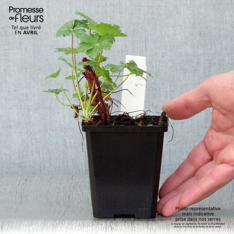 Exemplar von Geranium cantabrigiense Karmina - Cambridge Storchschnabel Kleine Töpfe von 8/9 cm wie im Frühjahr geliefert