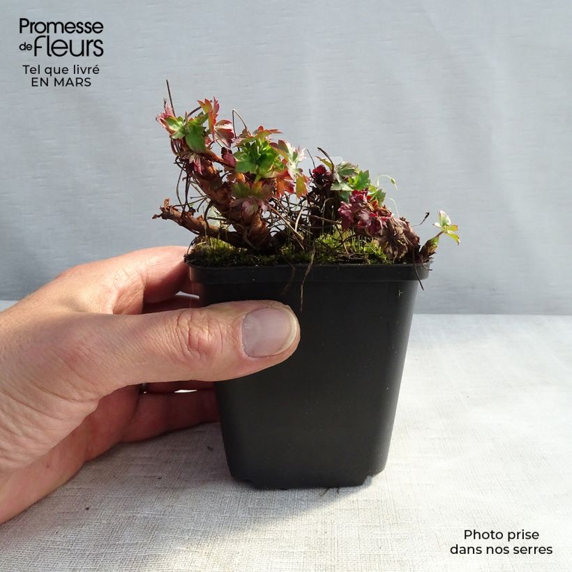 Exemplar von Geranium cantabrigiense St Ola - Cambridge Storchschnabel Kleine Töpfe von 8/9 cm wie im Winter geliefert