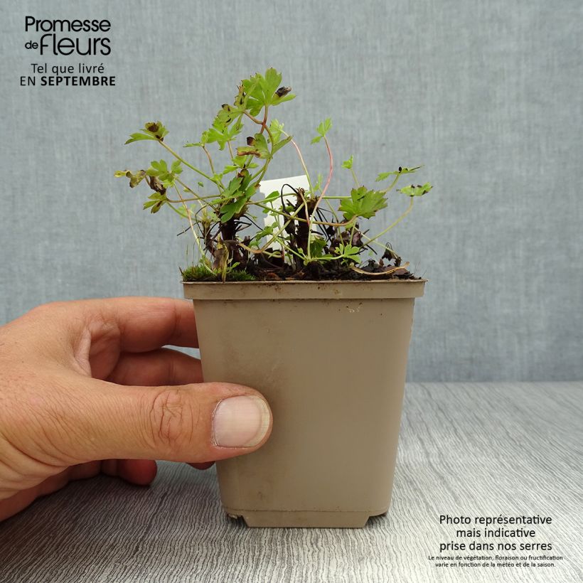 Exemplar von Geranium cantabrigiense Westray - Cambridge Storchschnabel Kleine Töpfe von 8/9 cm wie im Herbst geliefert