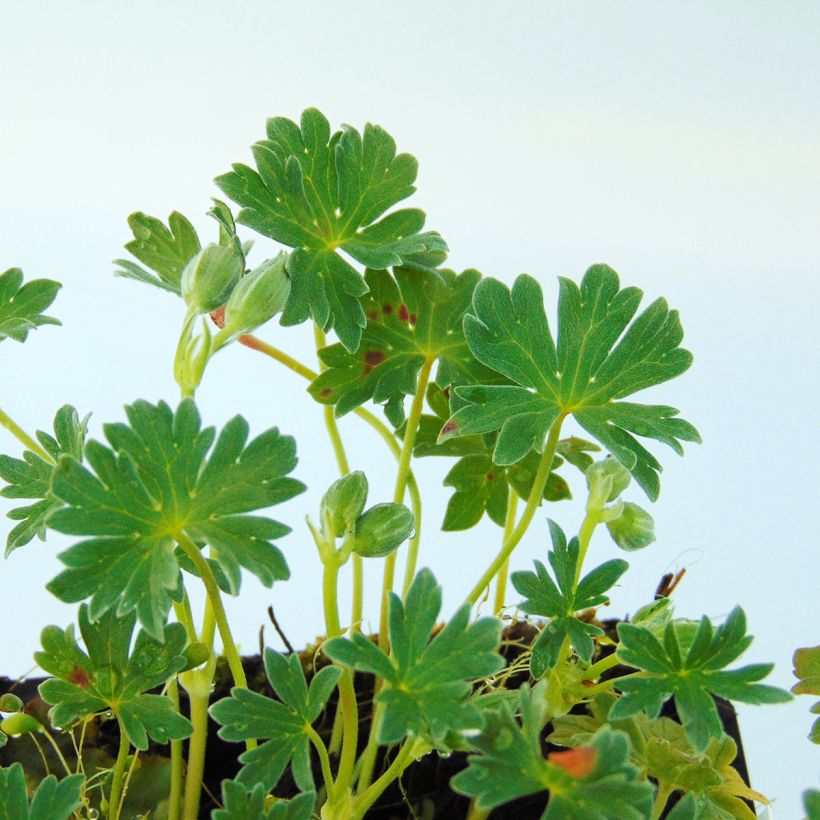 Geranium cinereum Ballerina - Aschgrauer Storchschnabel (Laub)