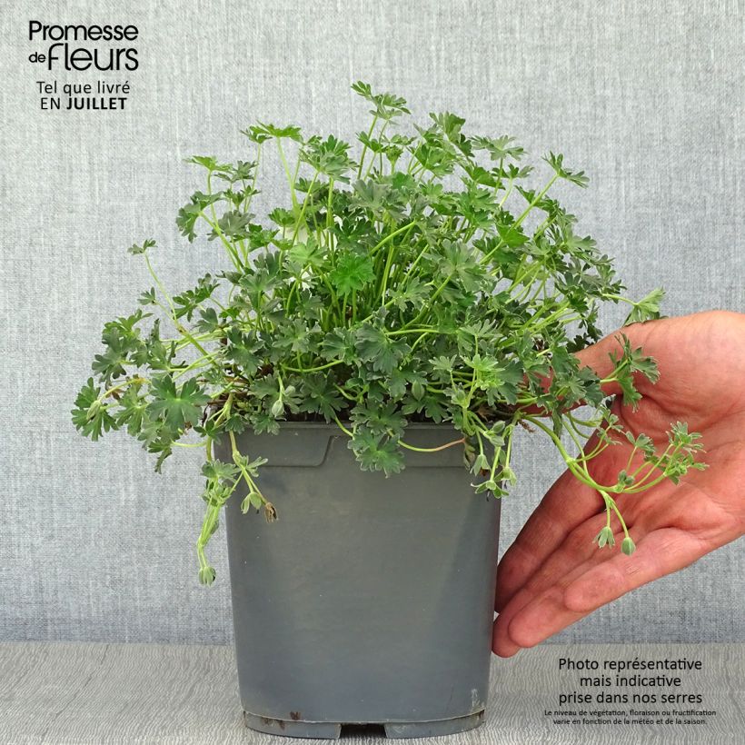 Exemplar von Geranium cinereum Ballerina - Aschgrauer Storchschnabel Topf mit 2L/3L wie im Sommer geliefert