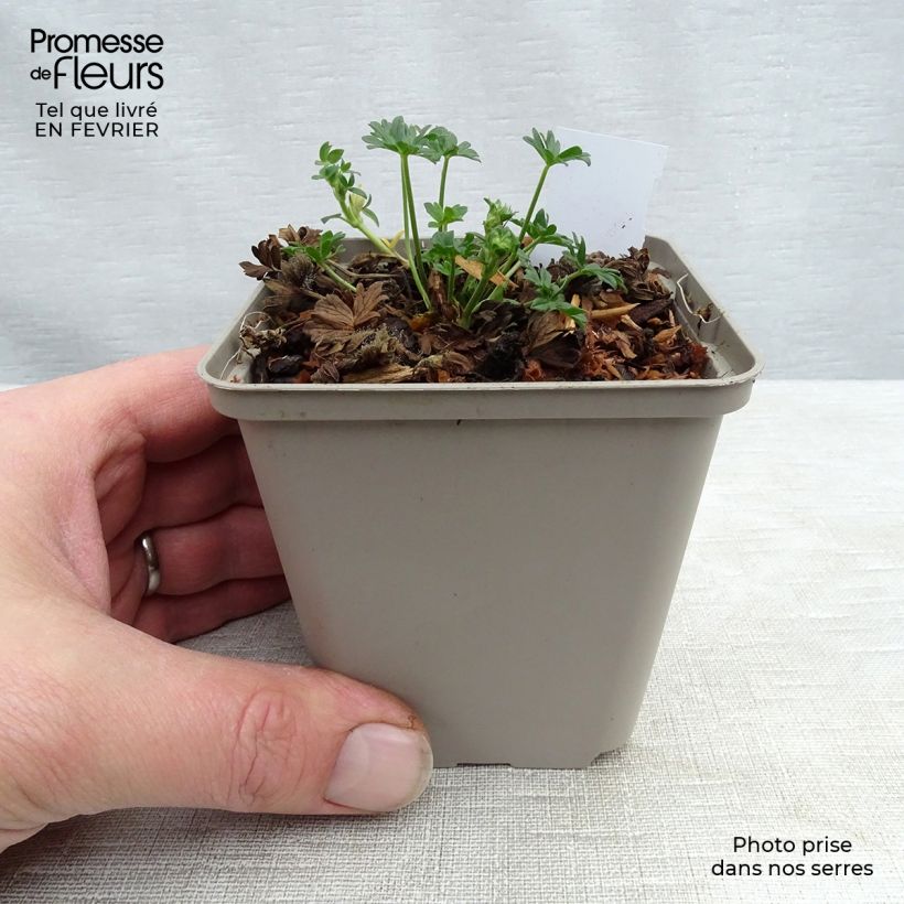 Exemplar von Geranium cinereum Jolly Jewel Night - Aschgrauer Storchschnabel Kleine Töpfe von 8/9 cm wie im Winter geliefert