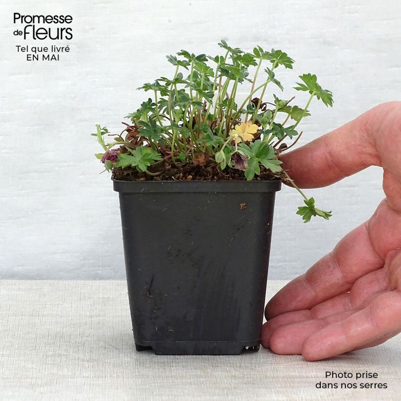 Exemplar von Geranium cinereum Jolly Jewel Night - Aschgrauer Storchschnabel Kleine Töpfe von 8/9 cm wie im Frühjahr geliefert