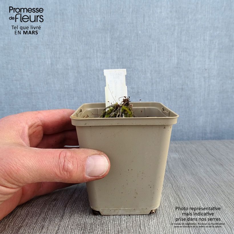 Exemplar von Geranium cinereum Jolly Jewel Hot Pink - Aschgrauer Storchschnabel Kleine Töpfe von 8/9 cm wie im Winter geliefert