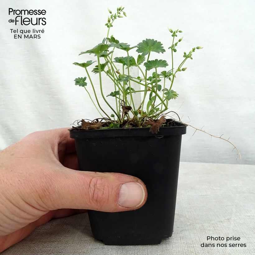 Exemplar von Geranium cinereum Jolly Jewel Red Improved - Aschgrauer Storchschnabel Kleine Töpfe von 8/9 cm wie im Frühjahr geliefert