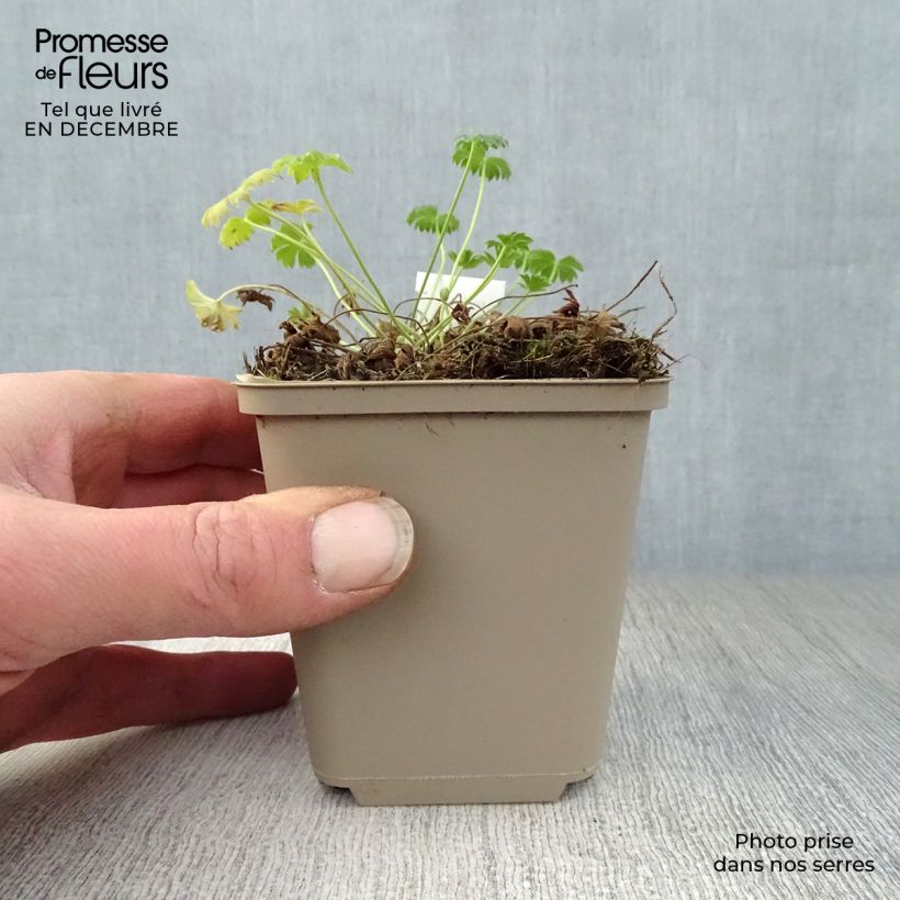 Exemplar von Geranium cinereum Jolly Jewel Salmon - Aschgrauer Storchschnabel Kleine Töpfe von 8/9 cm wie im Winter geliefert