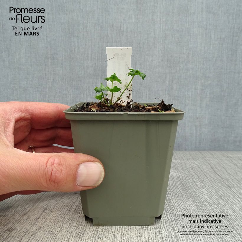 Exemplar von Geranium cinereum Jolly Jewel Salmon - Aschgrauer Storchschnabel Kleine Töpfe von 8/9 cm wie im Frühjahr geliefert