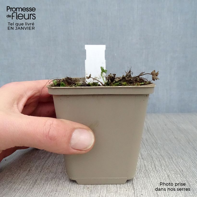 Exemplar von Geranium cinereum Jolly Jewel Violet - Aschgrauer Storchschnabel Kleine Töpfe von 8/9 cm wie im Winter geliefert