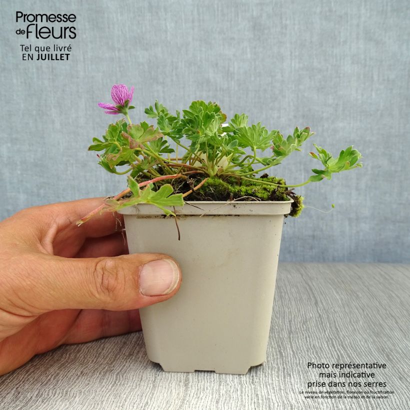 Exemplar von Geranium cinereum Laurence Flatman - Aschgrauer Storchschnabel Kleine Töpfe von 8/9 cm wie im Sommer geliefert