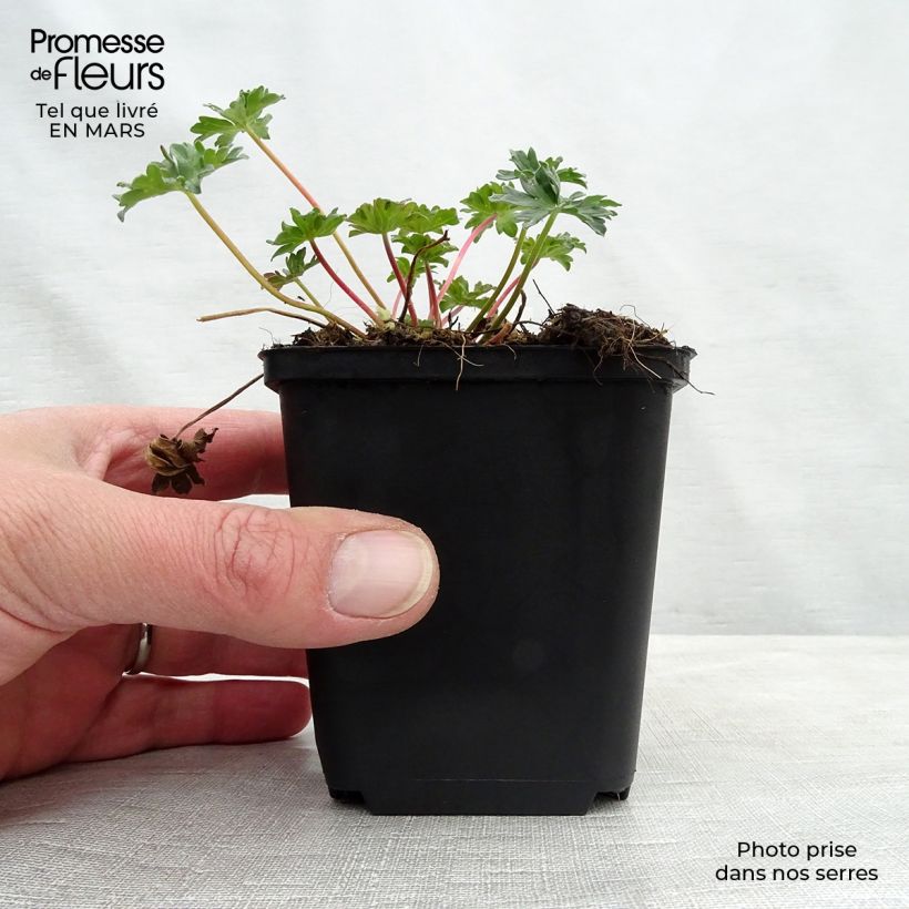 Exemplar von Geranium cinereum Laurence Flatman - Aschgrauer Storchschnabel Kleine Töpfe von 8/9 cm wie im Winter geliefert