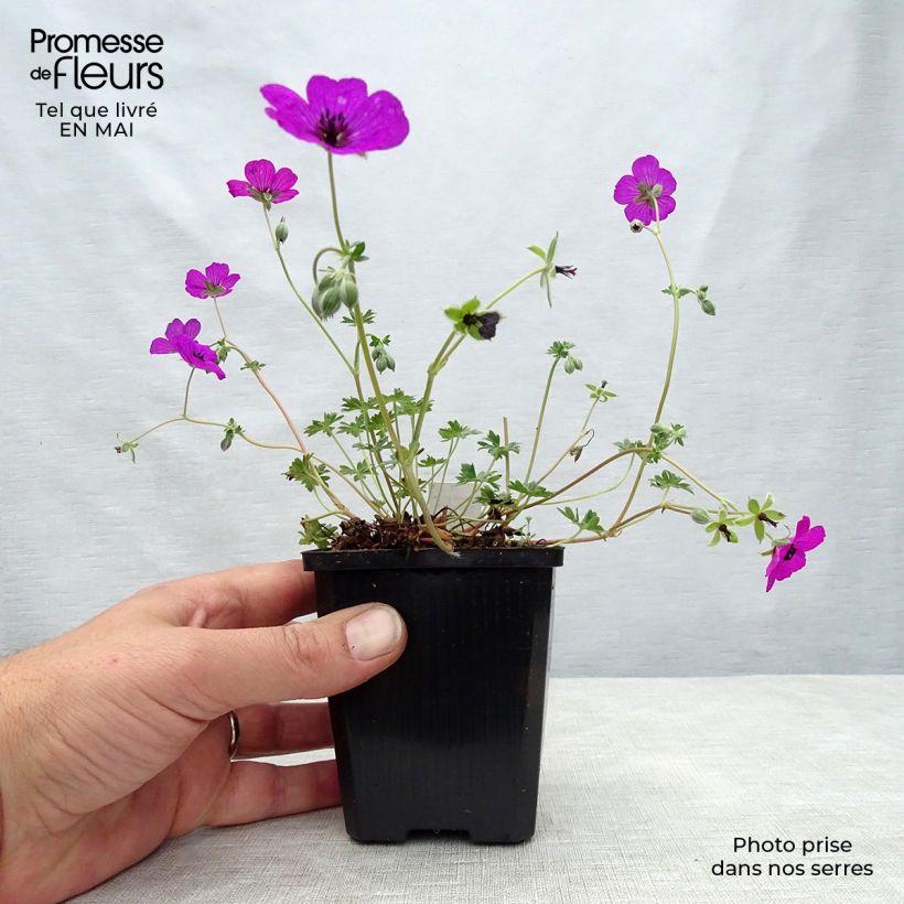 Exemplar von Geranium cinereum v. subcaulescens Giuseppii - Aschgrauer Storchschnabel Kleine Töpfe von 8/9 cm wie im Frühjahr geliefert
