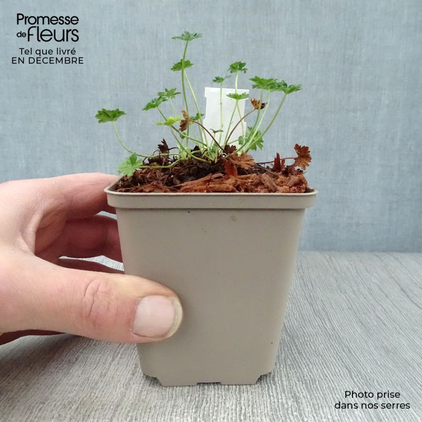 Exemplar von Geranium cinereum v. subcaulescens - Aschgrauer Storchschnabel Kleine Töpfe von 8/9 cm wie im Winter geliefert