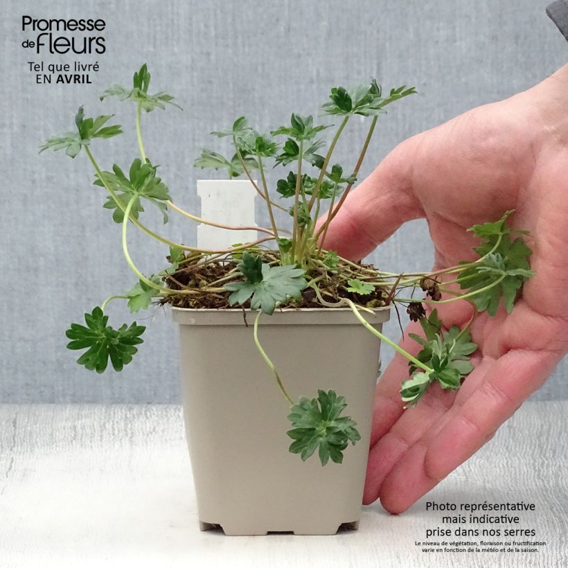 Exemplar von Geranium cinereum v. subcaulescens - Aschgrauer Storchschnabel Kleine Töpfe von 8/9 cm wie im Frühjahr geliefert