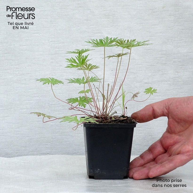 Exemplar von Geranium clarkei Kashmir Blue - Clarkes Storchschnabel Kleine Töpfe von 8/9 cm wie im Frühjahr geliefert