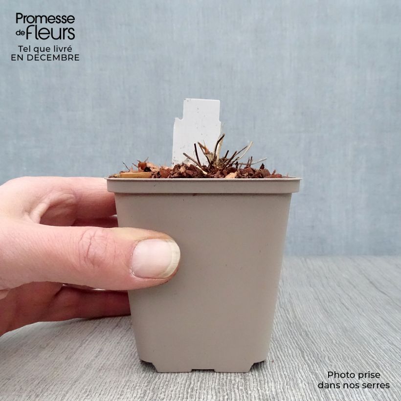 Exemplar von Geranium clarkei Kashmir White - Clarkes Storchschnabel Kleine Töpfe von 8/9 cm wie im Winter geliefert