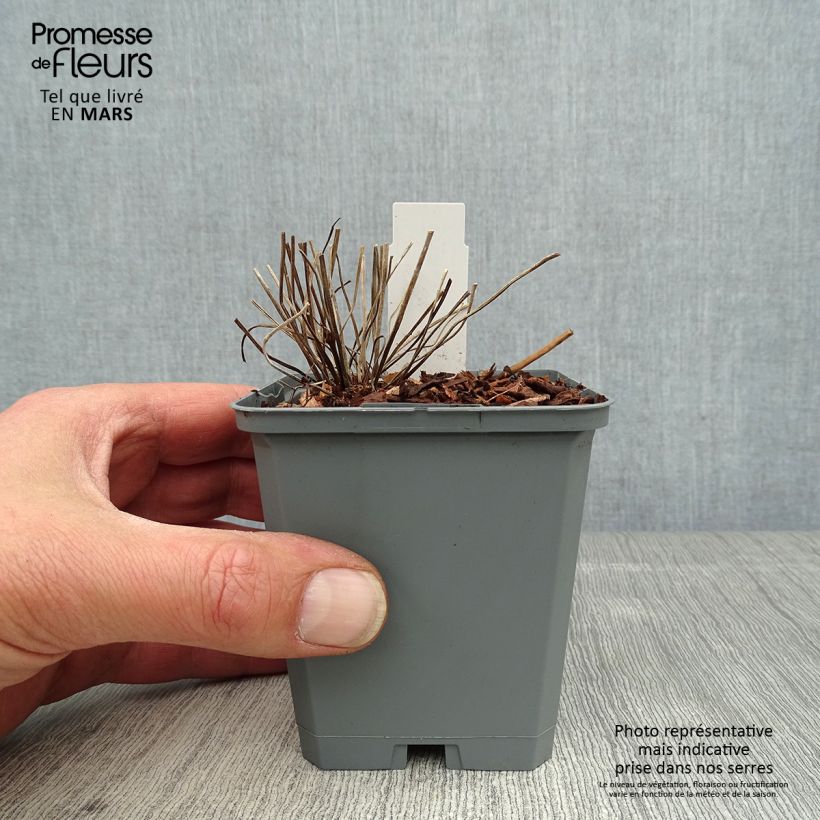 Exemplar von Geranium clarkei Kashmir White - Clarkes Storchschnabel Kleine Töpfe von 8/9 cm wie im Frühjahr geliefert