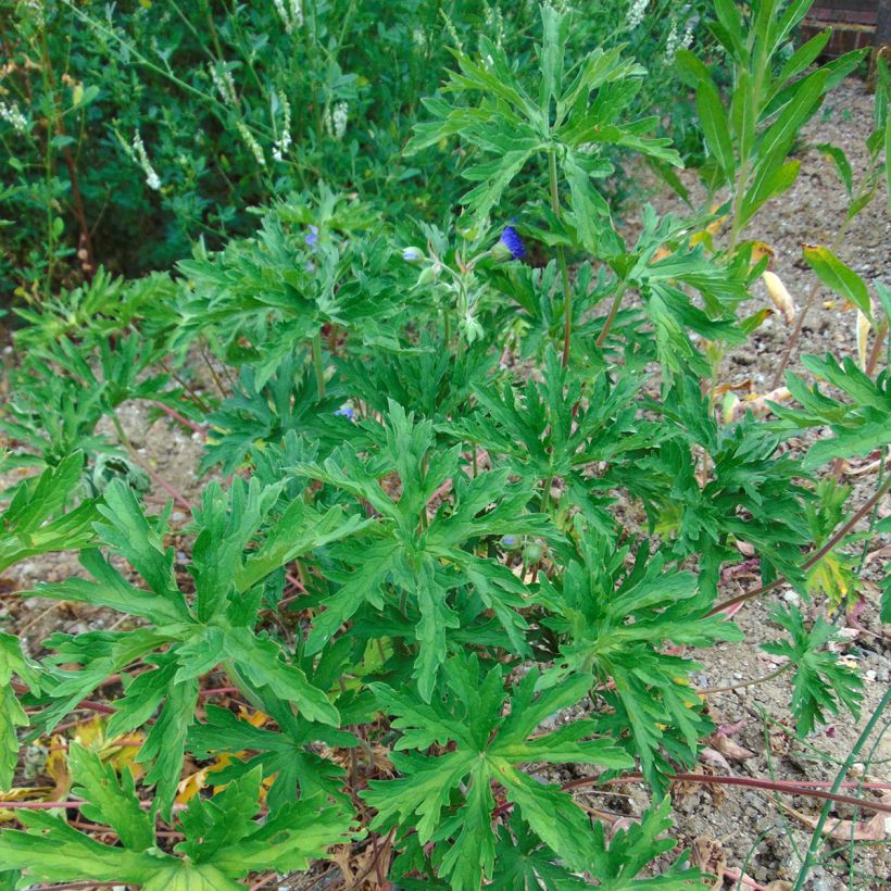 Geranium pratense (Samen) - Wiesen-Storchschnabel (Hafen)