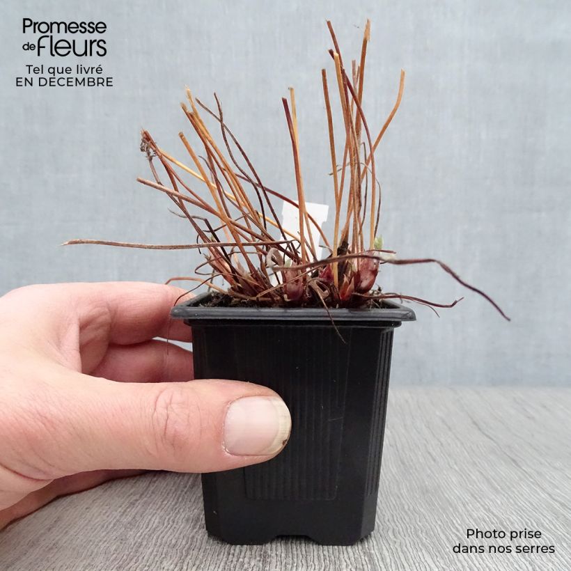 Exemplar von Geranium endressii - Pyrenäen-Storchschnabel Kleine Töpfe von 8/9 cm wie im Winter geliefert