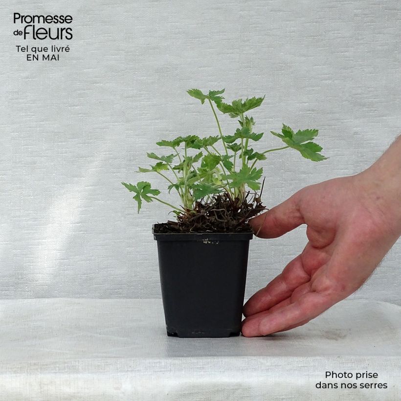 Exemplar von Geranium endressii Wargrave Pink - Pyrenäen-Storchschnabel Kleine Töpfe von 8/9 cm wie im Frühjahr geliefert