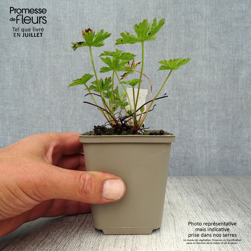 Exemplar von Geranium endressii Wargrave Pink - Pyrenäen-Storchschnabel Kleine Töpfe von 8/9 cm wie im Sommer geliefert