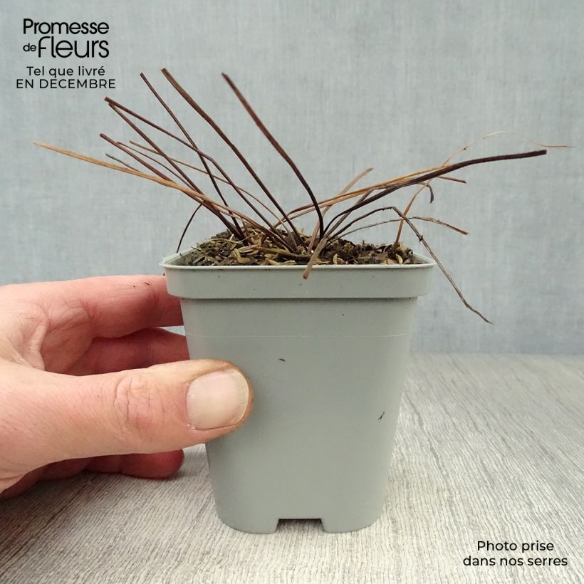 Exemplar von Geranium himalayense - Himalaya-Storchschnabel Kleine Töpfe von 8/9 cm wie im Winter geliefert