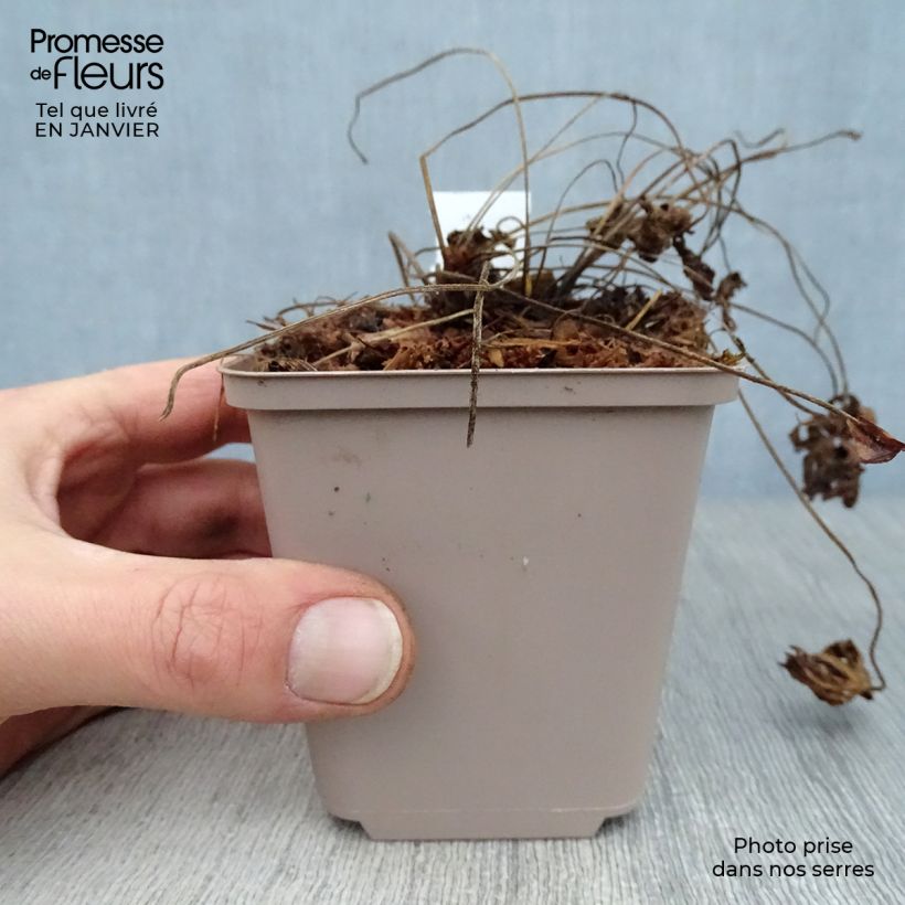 Exemplar von Geranium himalayense Derrick Cook Kleine Töpfe von 8/9 cm wie im Winter geliefert