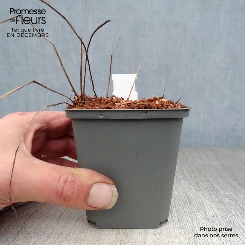 Exemplar von Geranium himalayense Gravetye Kleine Töpfe von 8/9 cm wie im Winter geliefert