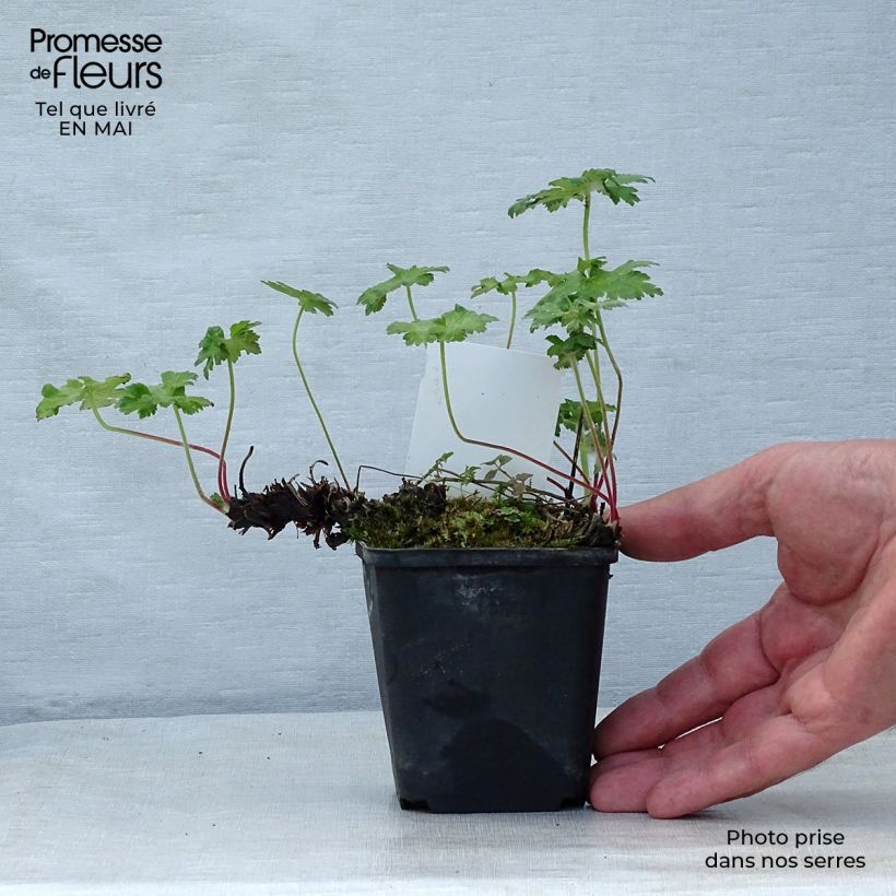 Exemplar von Geranium ibericum - Iberisches Storchschnabel Kleine Töpfe von 8/9 cm wie im Frühjahr geliefert