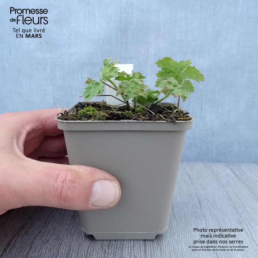 Exemplar von Geranium ibericum ssp jubatum Vital - Iberisches Storchschnabel Kleine Töpfe von 8/9 cm wie im Frühjahr geliefert