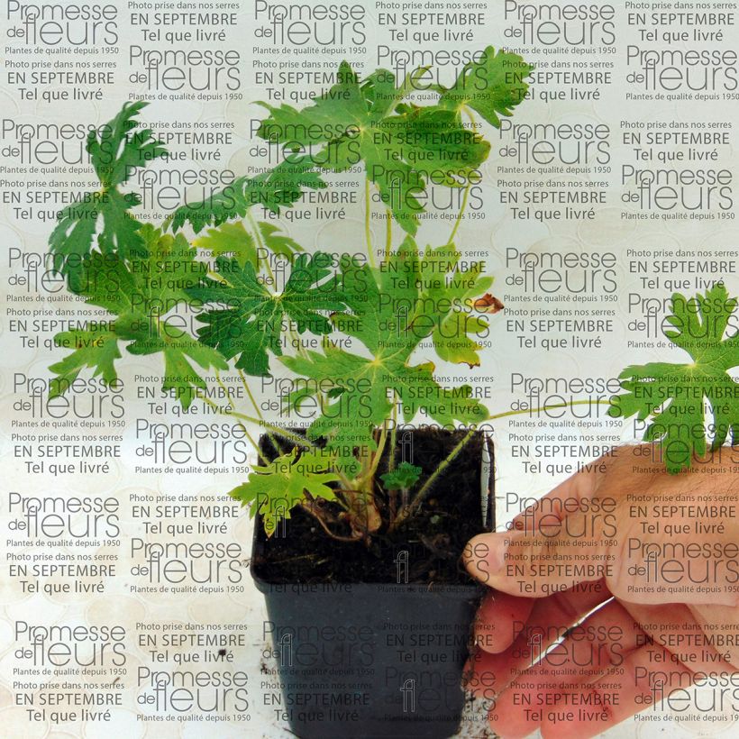 Beispiel eines Exemplars von Geranium ibericum subsp. Jubatum White Zigana - Iberisches Storchschnabel Kleine Töpfe von 8/9 cm wie geliefert