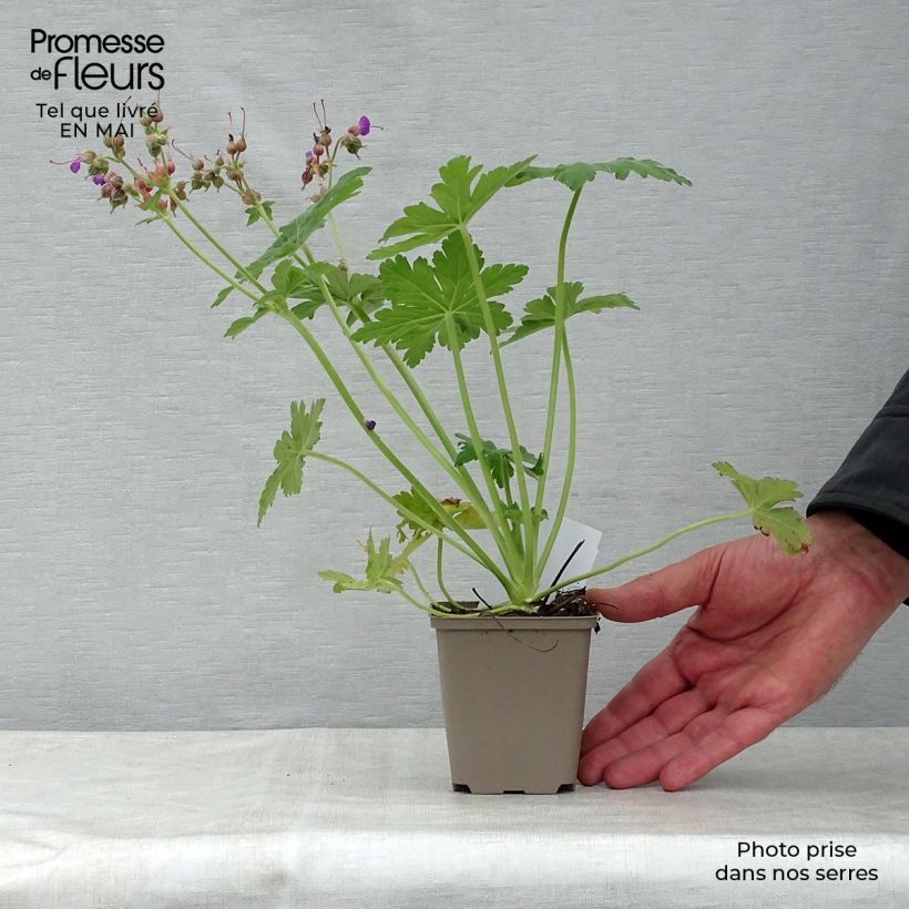 Exemplar von Geranium macrorrhizum Bevan s Variety - Balkan-Storchschnabel Kleine Töpfe von 8/9 cm wie im Frühjahr geliefert