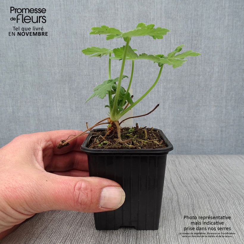 Exemplar von Geranium macrorrhizum Bevan s Variety - Balkan-Storchschnabel Kleine Töpfe von 8/9 cm wie im Herbst geliefert