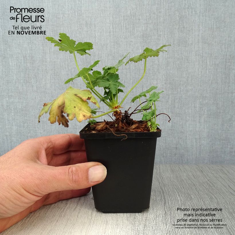 Exemplar von Geranium macrorrhizum Czakor - Balkan-Storchschnabel Kleine Töpfe von 8/9 cm wie im Herbst geliefert