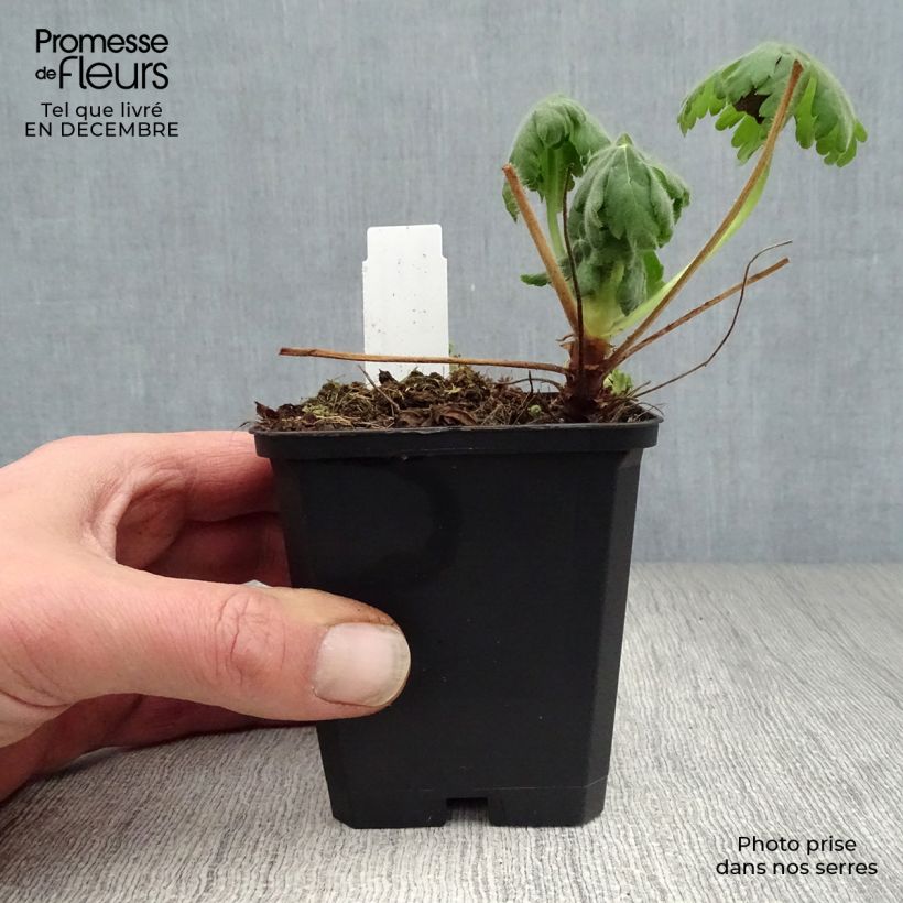 Exemplar von Geranium macrorrhizum Czakor - Balkan-Storchschnabel Kleine Töpfe von 8/9 cm wie im Winter geliefert