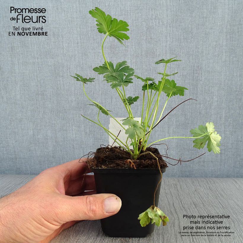 Exemplar von Geranium macrorrhizum - Balkan-Storchschnabel Kleine Töpfe von 8/9 cm wie im Herbst geliefert