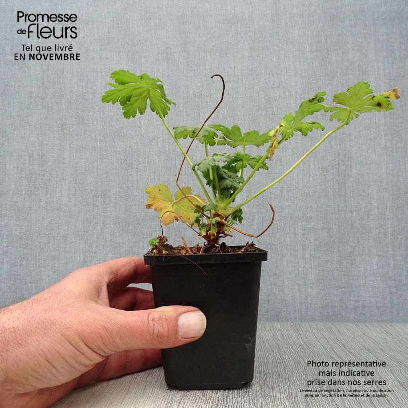 Exemplar von Geranium macrorrhizum Olympos - Balkan-Storchschnabel Kleine Töpfe von 8/9 cm wie im Herbst geliefert