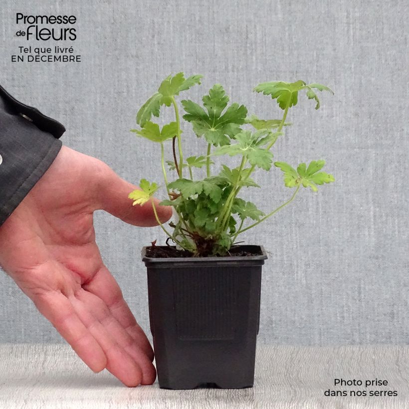 Exemplar von Geranium macrorrhizum Spessart - Balkan-Storchschnabel Kleine Töpfe von 8/9 cm wie im Winter geliefert