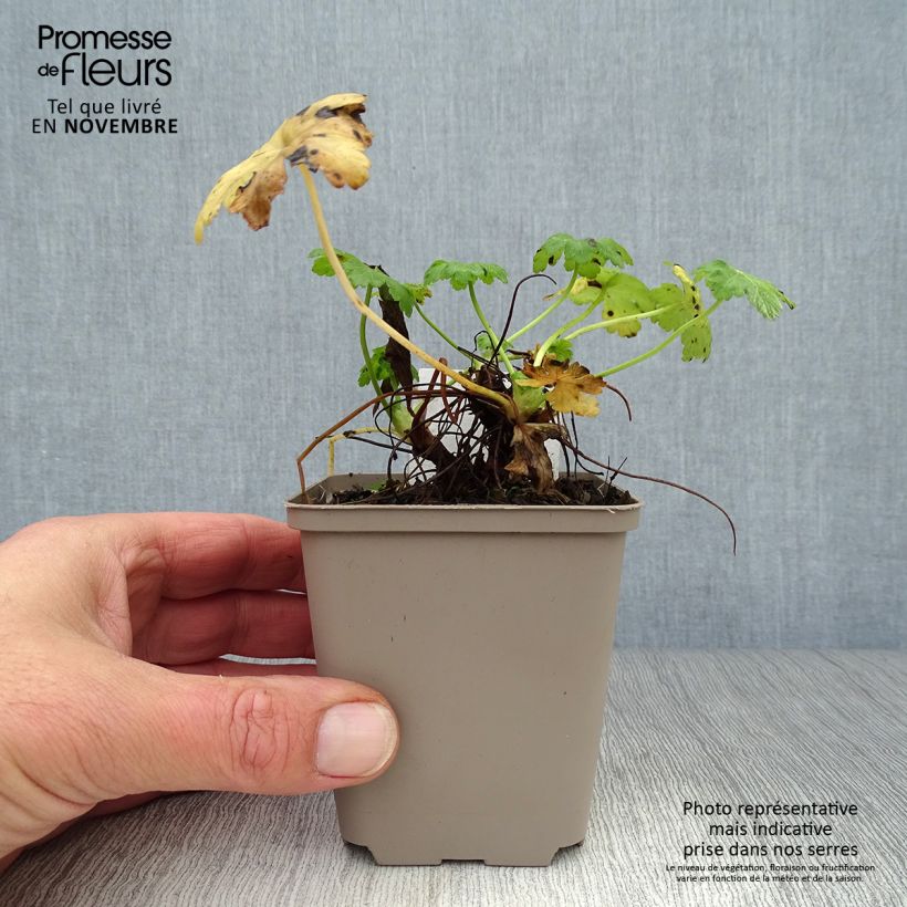 Exemplar von Geranium macrorrhizum White Ness - Balkan-Storchschnabel Kleine Töpfe von 8/9 cm wie im Herbst geliefert