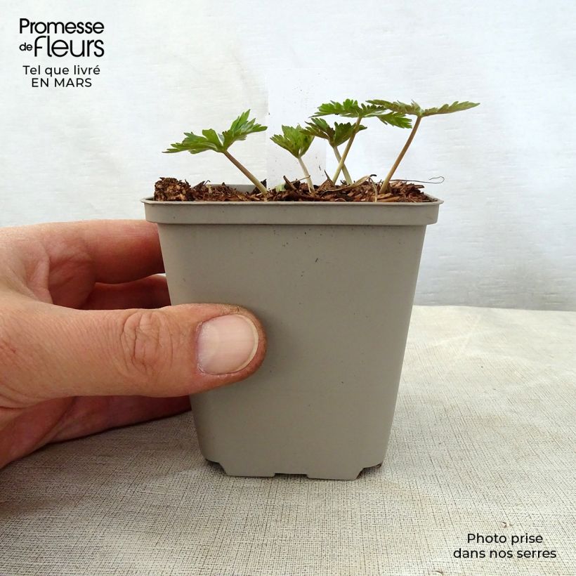 Exemplar von Geranium maculatum Chatto - Dunkelblättriger Storchschnabel Kleine Töpfe von 8/9 cm wie im Frühjahr geliefert