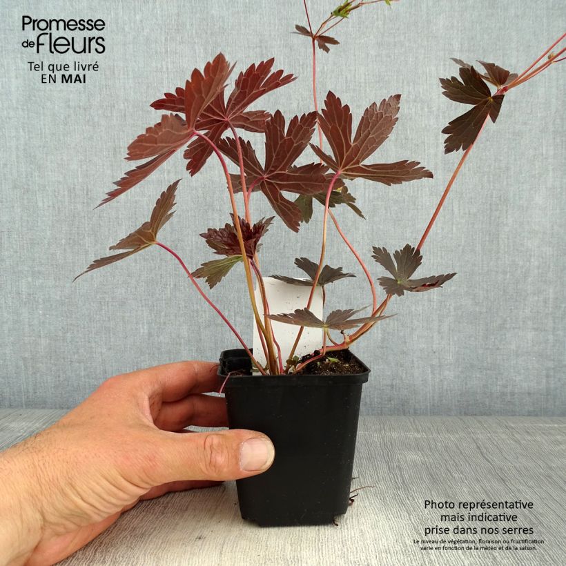 Exemplar von Geranium maculatum Stormy Night - Dunkelblättriger Storchschnabel Kleine Töpfe von 8/9 cm wie im Frühjahr geliefert