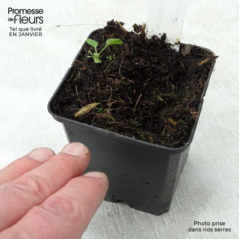 Exemplar von Geranium maculatum var.album - Dunkelblättriger Storchschnabel Kleine Töpfe von 8/9 cm wie im Winter geliefert