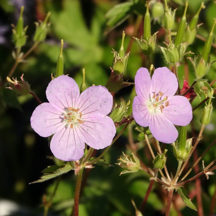Geranium maculatum Vickie Lynn - Dunkelblättriger Storchschnabel (Blüte)