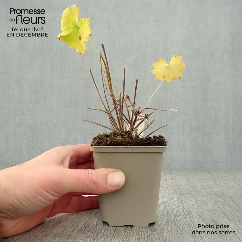 Exemplar von Geranium magnificum - Großer Storchschnabel Kleine Töpfe von 8/9 cm wie im Winter geliefert