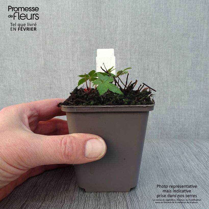 Exemplar von Geranium nodosum Clos du Coudray - Knotiger Bergwald Storchschnabel Kleine Töpfe von 8/9 cm wie im Winter geliefert