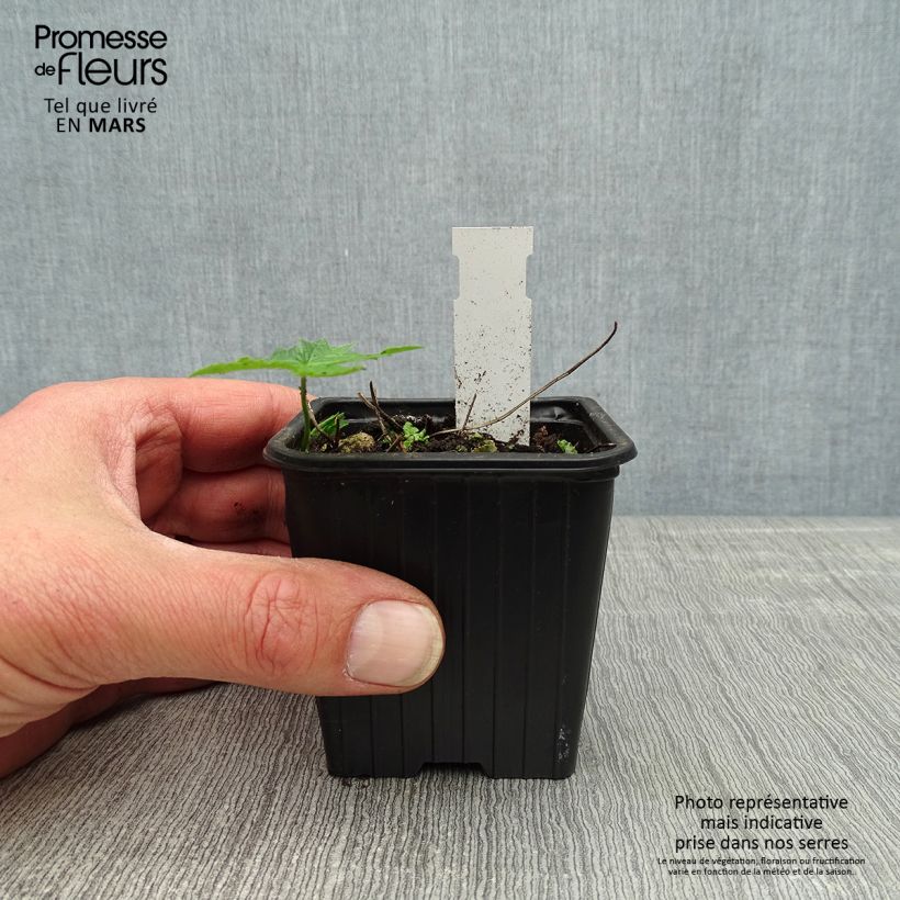 Exemplar von Geranium nodosum Silverwood - Knotiger Bergwald Storchschnabel Kleine Töpfe von 8/9 cm wie im Frühjahr geliefert