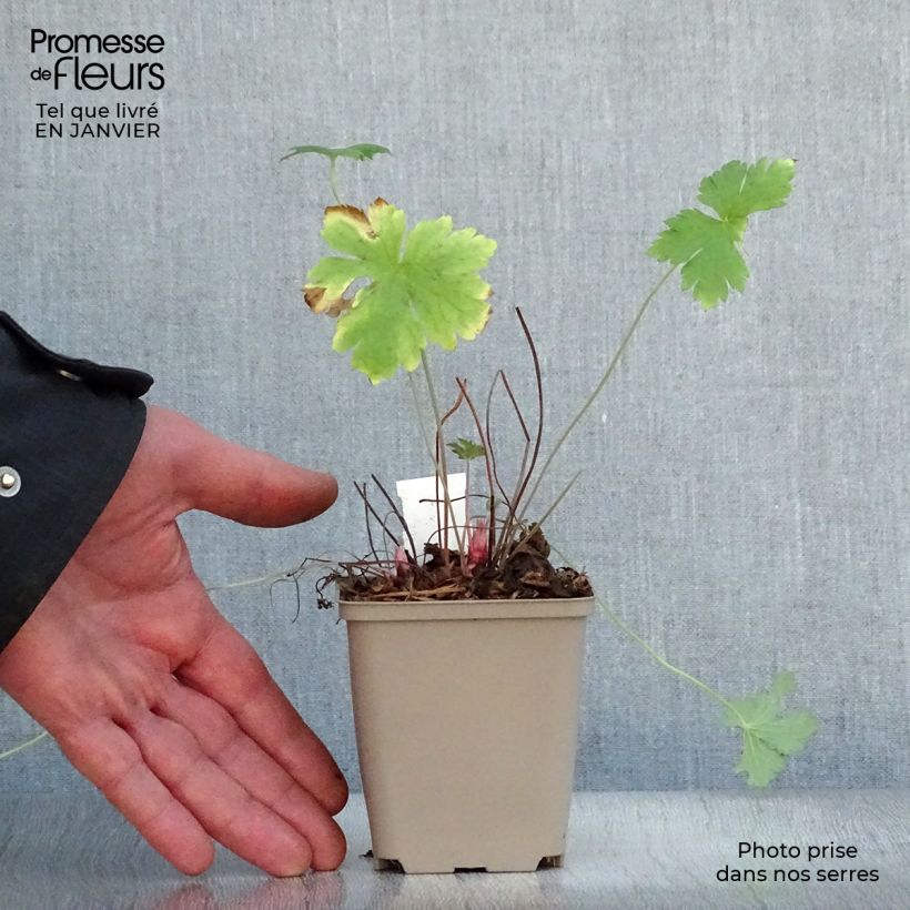 Exemplar von Geranium oxonianum Hollywood - Oxford-Storchschnabel Kleine Töpfe von 8/9 cm wie im Winter geliefert