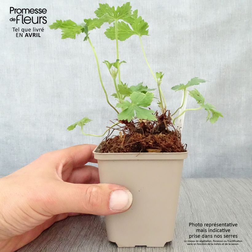 Exemplar von Geranium oxonianum Hollywood - Oxford-Storchschnabel Kleine Töpfe von 8/9 cm wie im Frühjahr geliefert