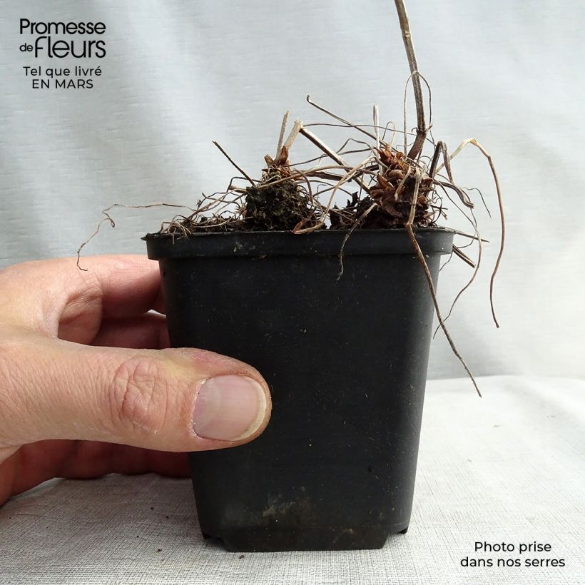 Exemplar von Geranium oxonianum Katherine Adele - Oxford-Storchschnabel Kleine Töpfe von 8/9 cm wie im Winter geliefert