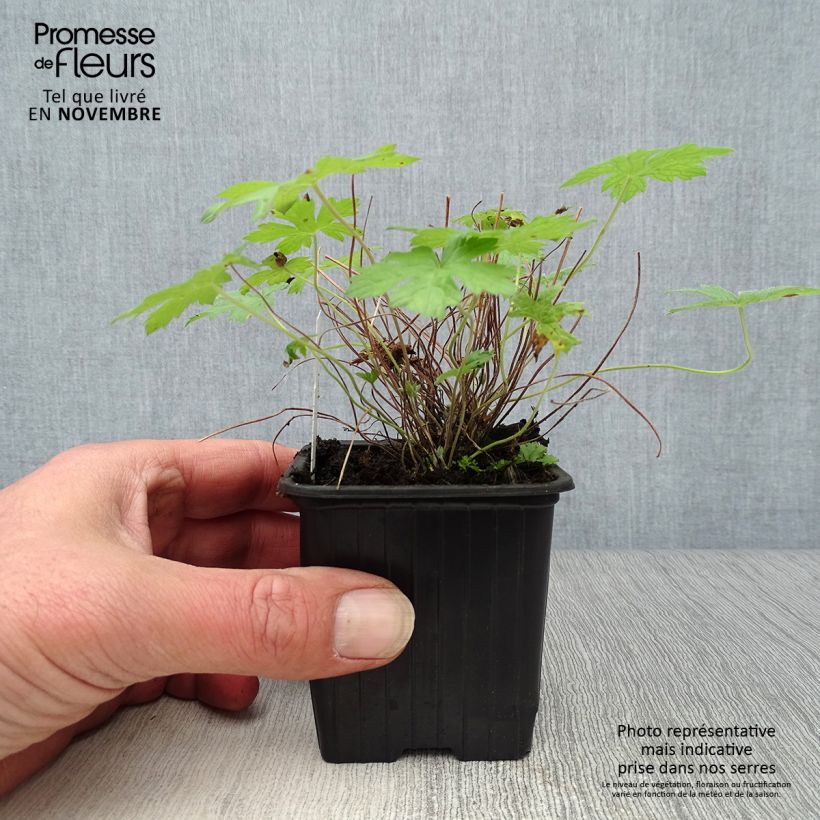 Exemplar von Geranium oxonianum Rosenlicht - Oxford-Storchschnabel Kleine Töpfe von 8/9 cm wie im Herbst geliefert