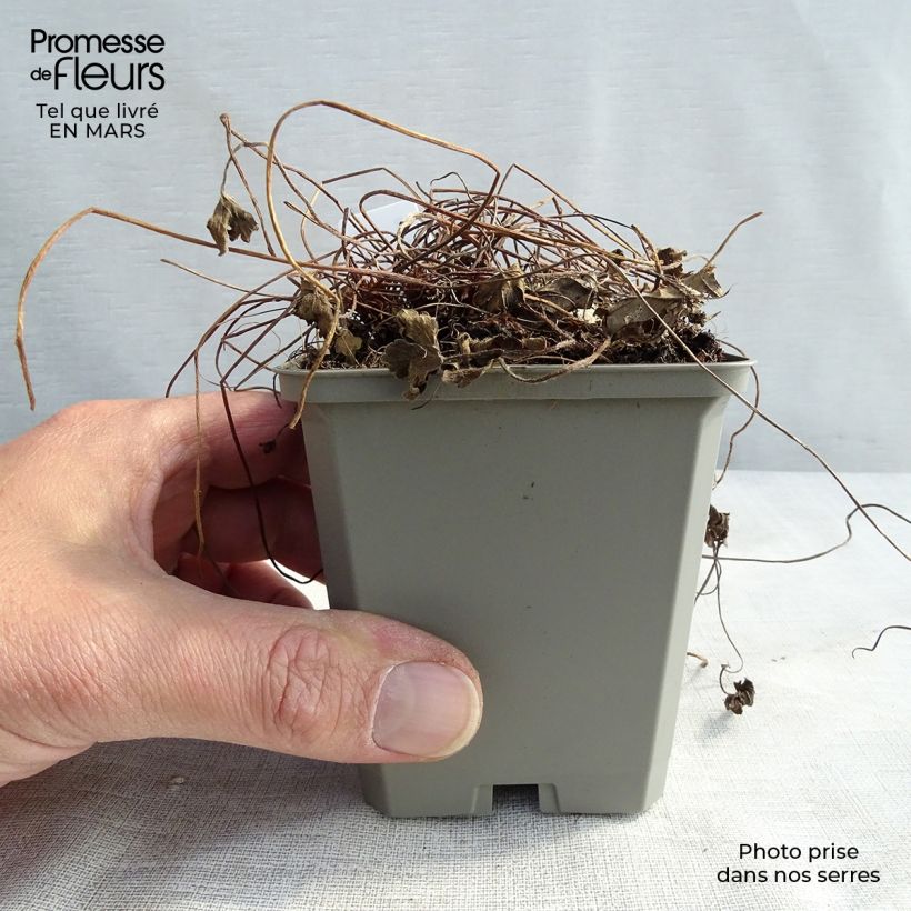 Exemplar von Geranium oxonianum Sanne - Oxford-Storchschnabel Kleine Töpfe von 8/9 cm wie im Frühjahr geliefert